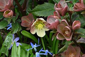 2025-04216433 Tower Hill Botanic Garden, MA